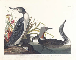 Plongeon catmarin - John James Audubon — näkymä teoksesta