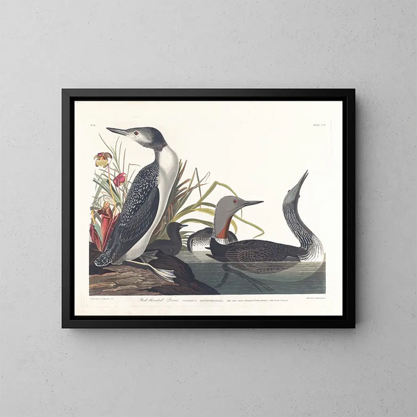 Plongeon catmarin - John James Audubon — kehystetty taideteos seinällä