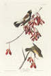 Moineau des rizières - John James Audubon — näkymä teoksesta