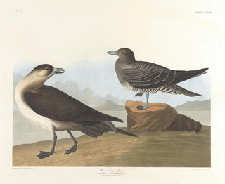 John James Audubon - Richardsons jager.webp