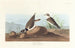 Katkaistun kaulaisen lokki - John James Audubon — näkymä teoksesta
