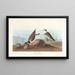 Katkaistun kaulaisen lokki - John James Audubon — kehystetty taideteos seinällä