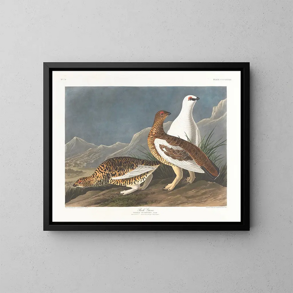 Groupe de rochers - John James Audubon — kehystetty taideteos seinällä