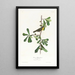 Paruline de Roscoe - John James Audubon — kehystetty taideteos seinällä