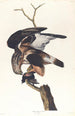 Faucon à pattes rugueuses - John James Audubon — näkymä teoksesta