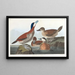 Kani keltainen - John James Audubon — kehystetty taideteos seinällä