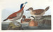 Kani keltainen - John James Audubon — näkymä teoksesta