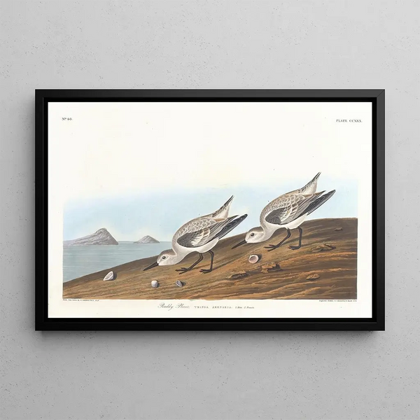 Ruskosuohaukka - John James Audubon — kehystetty taideteos seinällä