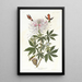 Colibri à cou roux - John James Audubon — kehystetty taideteos seinällä