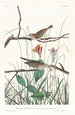 Bruant des savanes - John James Audubon — näkymä teoksesta