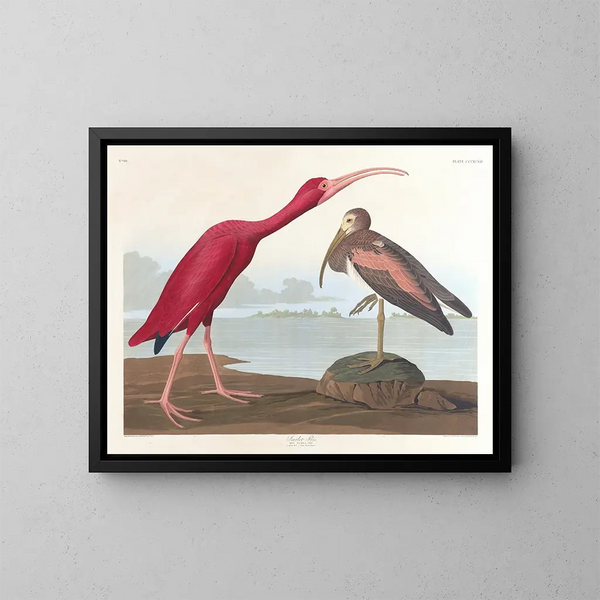 Ibis écarlate - John James Audubon — kehystetty taideteos seinällä