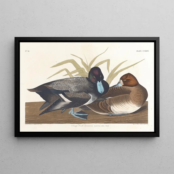 Fuligule milouinan - John James Audubon — kehystetty taideteos seinällä