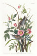 Bruant maritime - John James Audubon — näkymä teoksesta