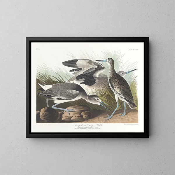 Bécassine semipalmée tai willet - John James Audubon — kehystetty taideteos seinällä