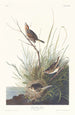 Bruant à queue aiguë - John James Audubon — näkymä teoksesta