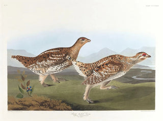 Tétras à queue pointue - John James Audubon — näkymä teoksesta