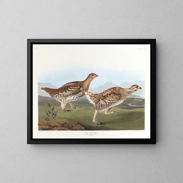 Tétras à queue pointue - John James Audubon — kehystetty taideteos seinällä
