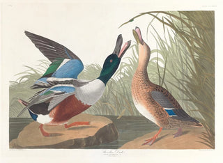 Canard souchet - John James Audubon — näkymä teoksesta