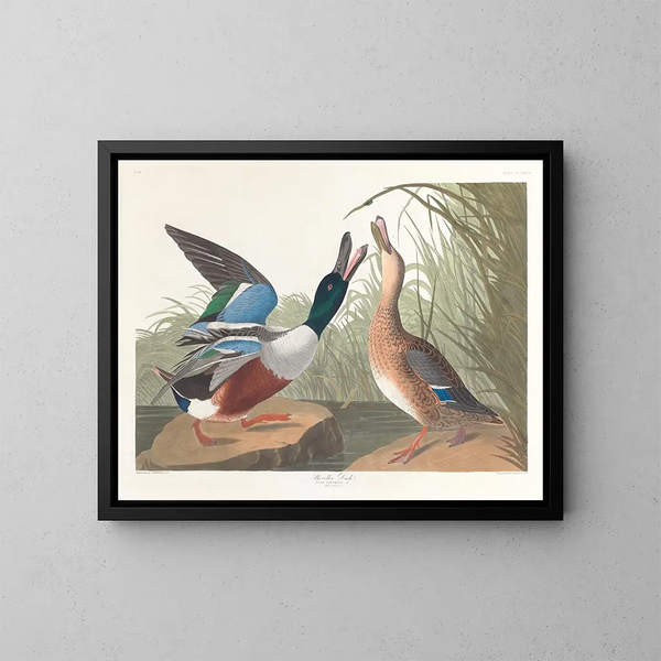 Canard souchet - John James Audubon — kehystetty taideteos seinällä