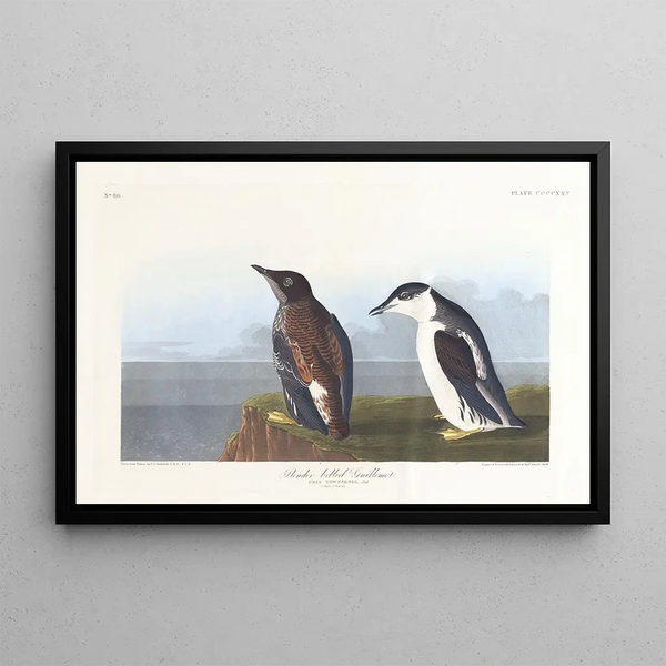 Guillemot-maalauksen ohut nokka - John James Audubon — kehystetty taideteos seinällä