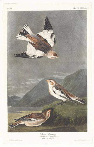 John James Audubon - Snow bunting.webp