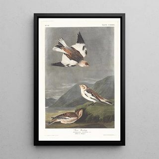 John James Audubon - Snow bunting.webp