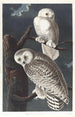 Harfang des neiges - John James Audubon — näkymä teoksesta