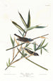 Moucherolle solitaire ou viréo - John James Audubon — näkymä teoksesta