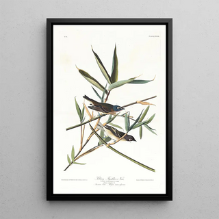 John James Audubon - Solitary flycatcher or vireo.webp