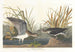 Yksinäinen ritari - John James Audubon — näkymä teoksesta