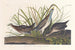 Virginian Rähinä - John James Audubon — näkymä teoksesta