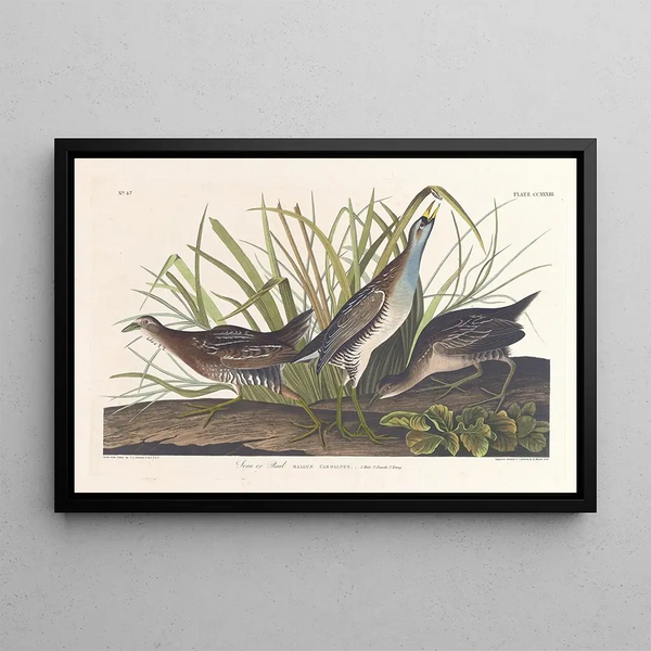 Virginian Rähinä - John James Audubon — kehystetty taideteos seinällä