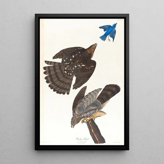 John James Audubon - Stanley hawk.webp