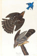 Faucon de Stanley - John James Audubon — näkymä teoksesta