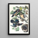 Canard d'été ou canard branchu - John James Audubon — kehystetty taideteos seinällä
