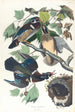 Canard d'été ou canard branchu - John James Audubon — näkymä teoksesta