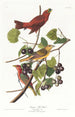 Tangara d'été - John James Audubon — näkymä teoksesta