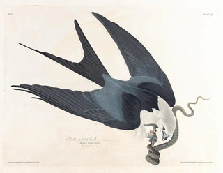 Faucon à queue fourchue - John James Audubon — näkymä teoksesta
