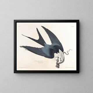 Faucon à queue fourchue - John James Audubon — kehystetty taideteos seinällä