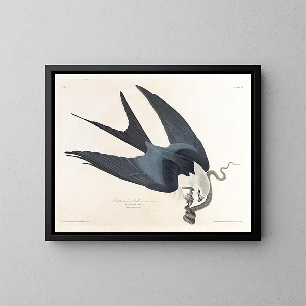 Faucon à queue fourchue - John James Audubon — kehystetty taideteos seinällä