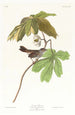 Bruant des marais - John James Audubon — näkymä teoksesta