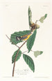 Paruline de Swainson - John James Audubon — näkymä teoksesta