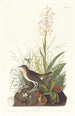 Grive fauve - John James Audubon — näkymä teoksesta