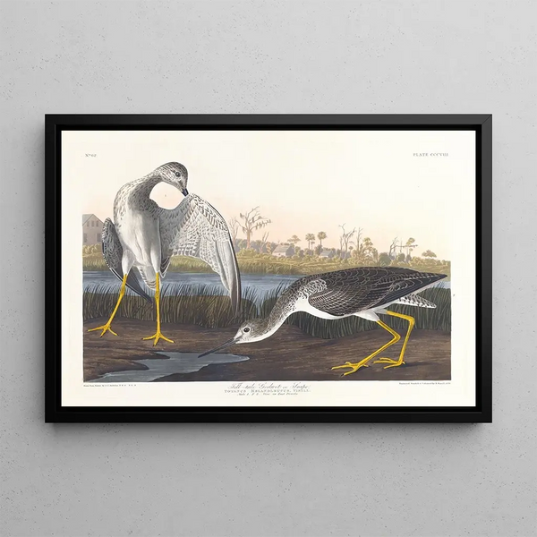 Mustalais- tai piikkilokki- tai piikkilokki - John James Audubon — kehystetty taideteos seinällä