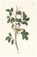 Paruline du Tennessee - John James Audubon — näkymä teoksesta