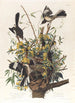 Le moqueur - John James Audubon — näkymä teoksesta