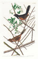 Bruant à gorge rousse - John James Audubon — näkymä teoksesta