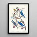 Paruline de Townsend, Merlebleu arctique, Merlebleu de l'Ouest - John James Audubon — kehystetty taideteos seinällä