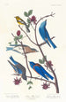 Paruline de Townsend, Merlebleu arctique, Merlebleu de l'Ouest - John James Audubon — näkymä teoksesta