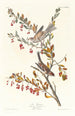 Maalauksen jäljennös Bruant des arbres - John James Audubon